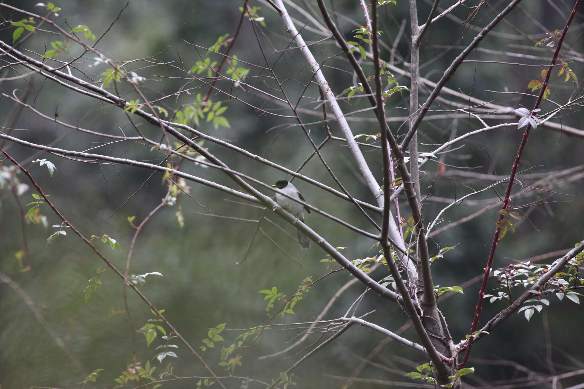 Image of Black-eared Sibia