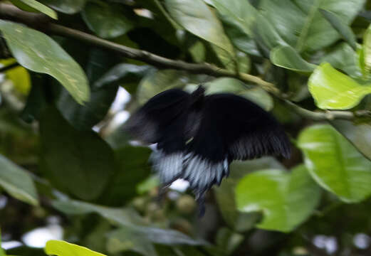 Image of Papilio ascalaphus Boisduval 1836