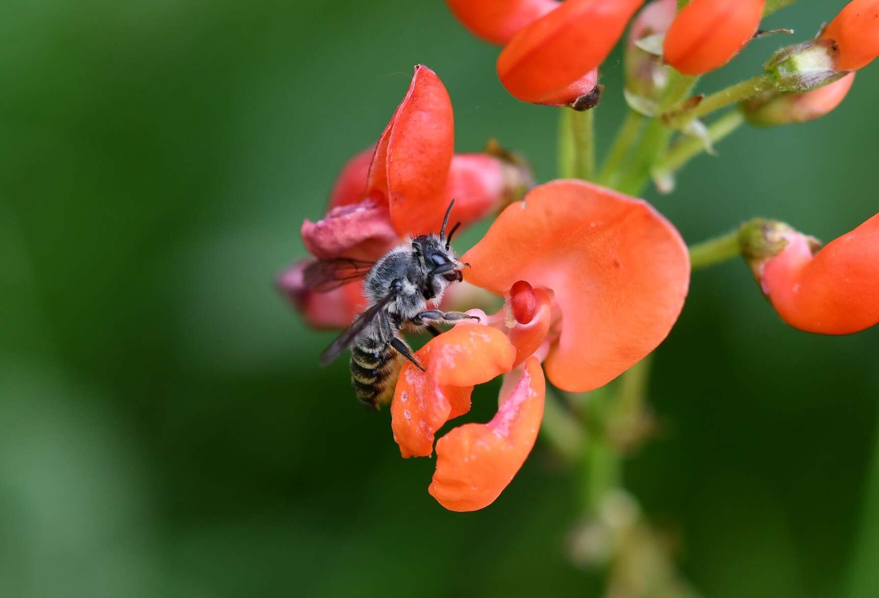 Megachile zapoteca Cresson 1878的圖片