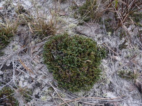 Image of spiny spikemoss