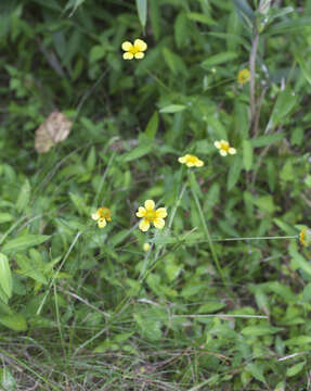 Image de Geum japonicum Thunb.