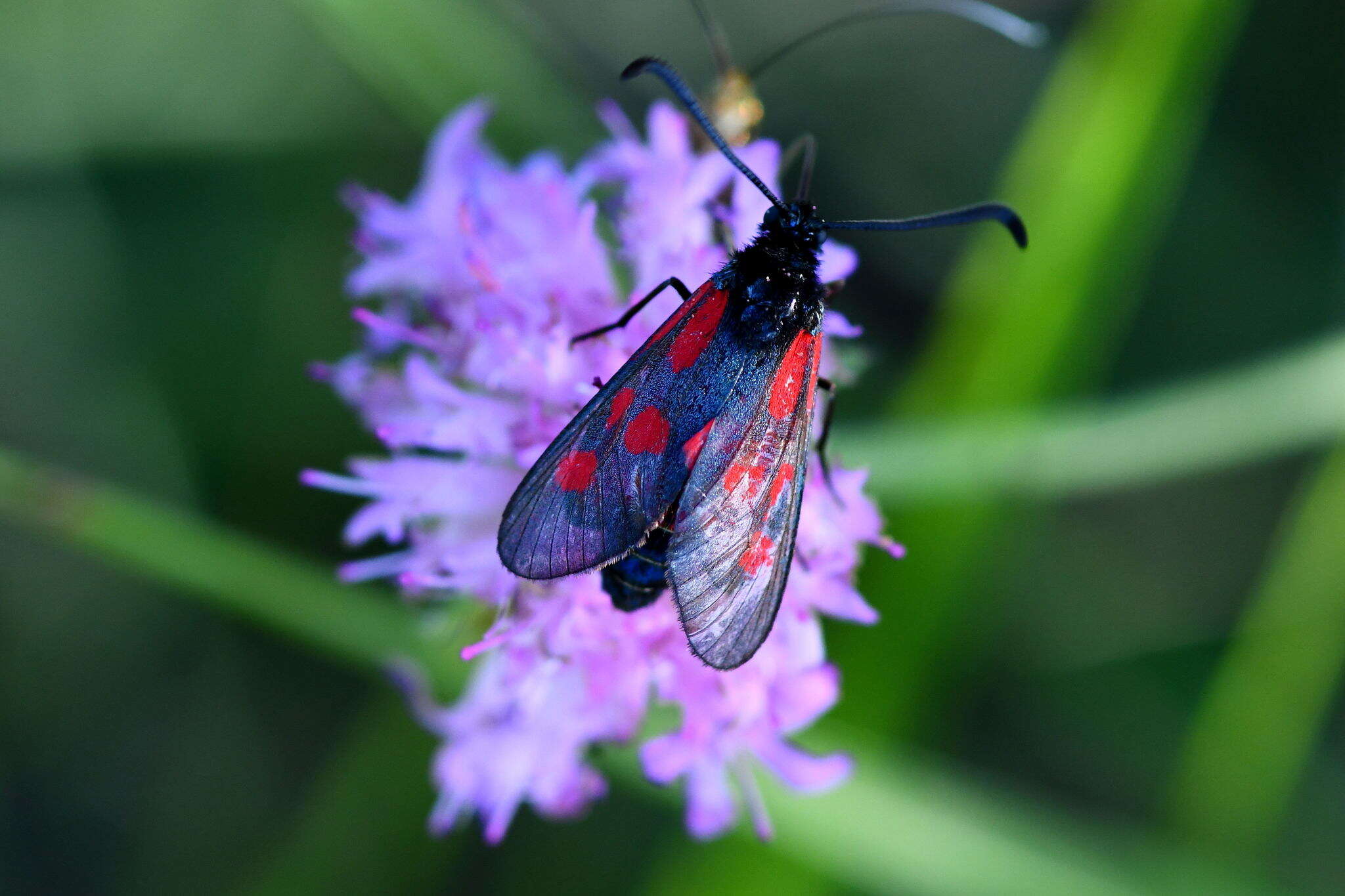 Image of Zygaena cynarae Esper 1789