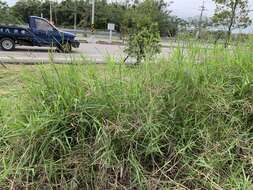 Image of African Bermudagrass