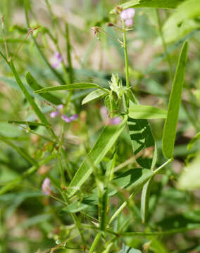 Imagem de Desmodium rosei B. G. Schub.