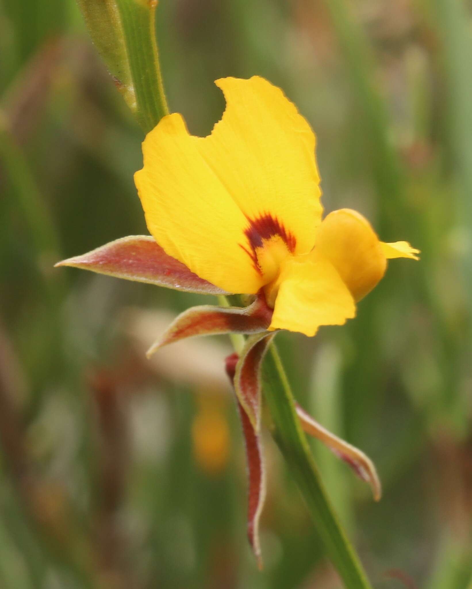 Image of Jacksonia compressa Turcz.