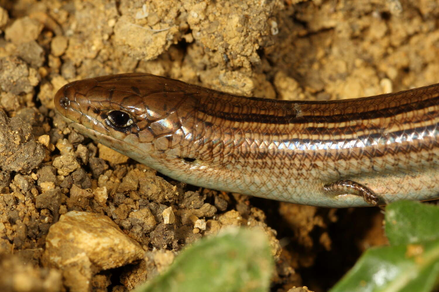 Chalcides chalcides (Linnaeus 1758) resmi