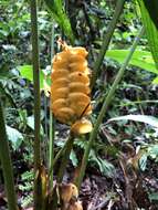 Image of rattlesnake plant