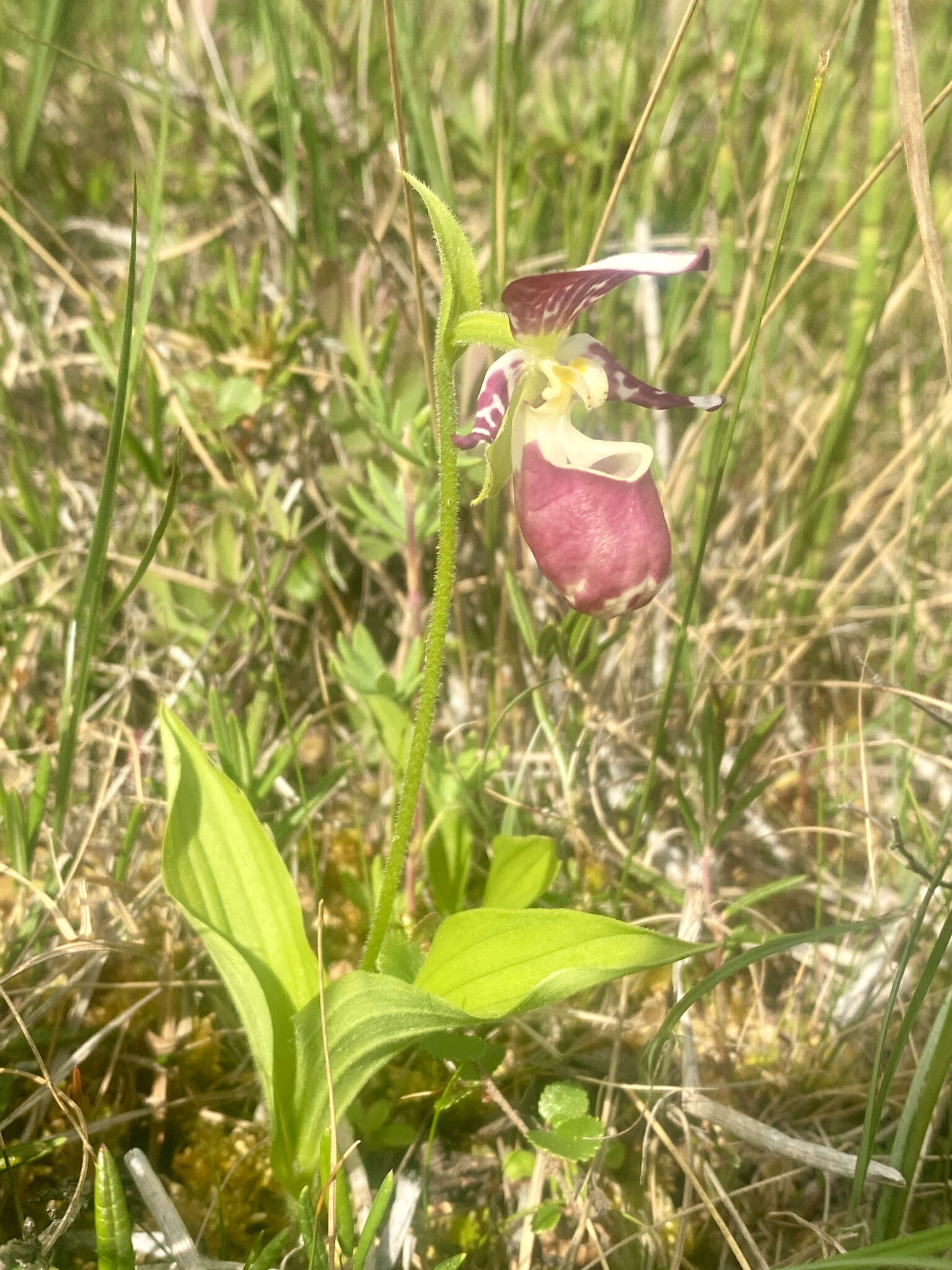 Image of hybrid ladyslipper