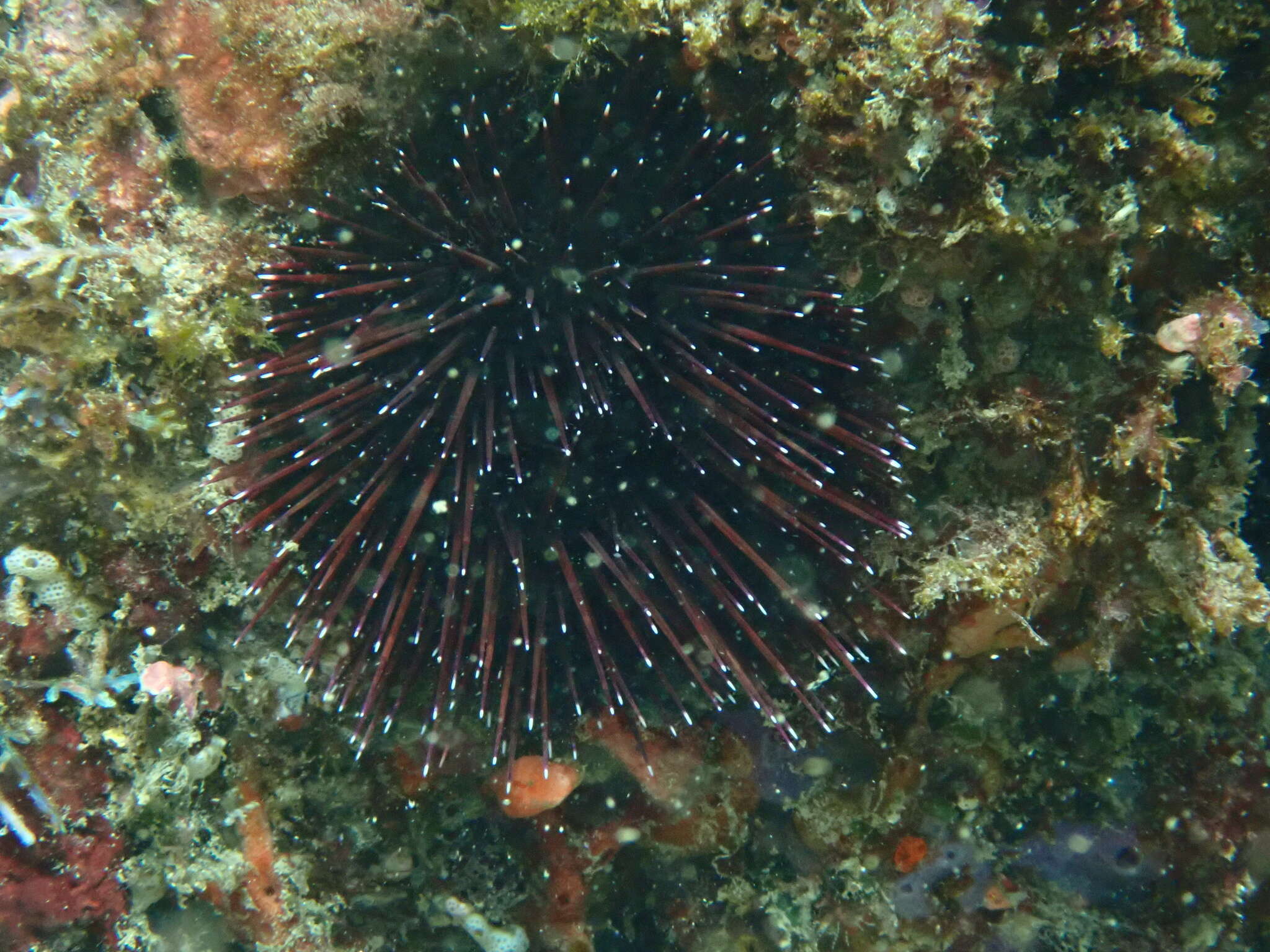 Image of Echinostrephus A. Agassiz 1863