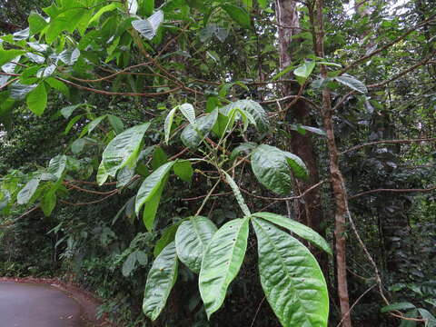 Image de Melicope xanthoxyloides (F. Müll.) T. G. Hartley