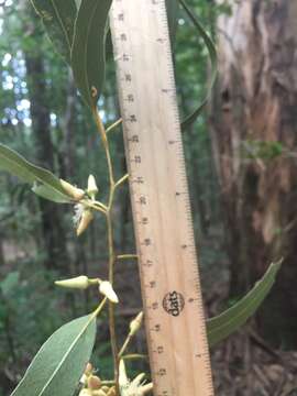 Image of Eucalyptus tereticornis subsp. tereticornis