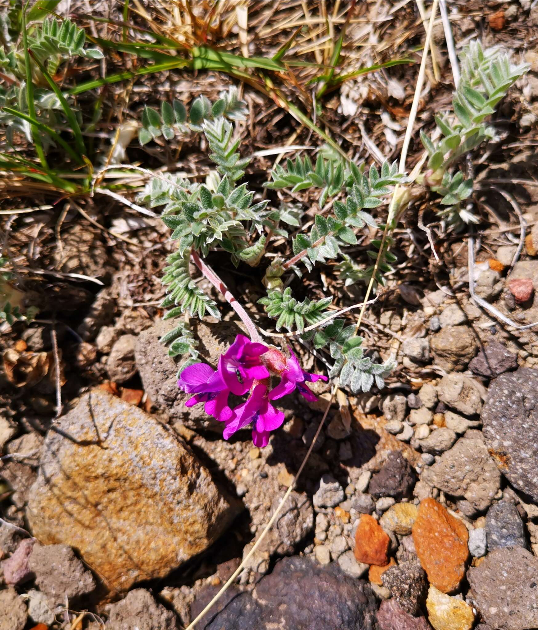 Image de Oxytropis revoluta Ledeb.