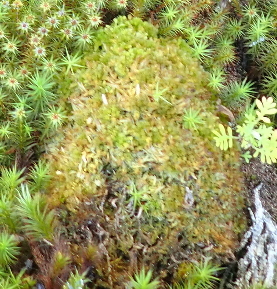 Image of <i>Sphagnum strictum</i> subsp. <i>pappeanum</i> (Müll. Hal.) A. Eddy