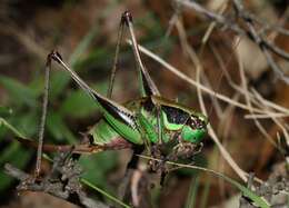 Image of Eupholidoptera tyrrhenica Allegrucci, Massa, Trasatti & Sbordoni 2014