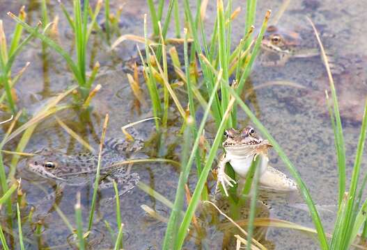 Image of Cretan Frog