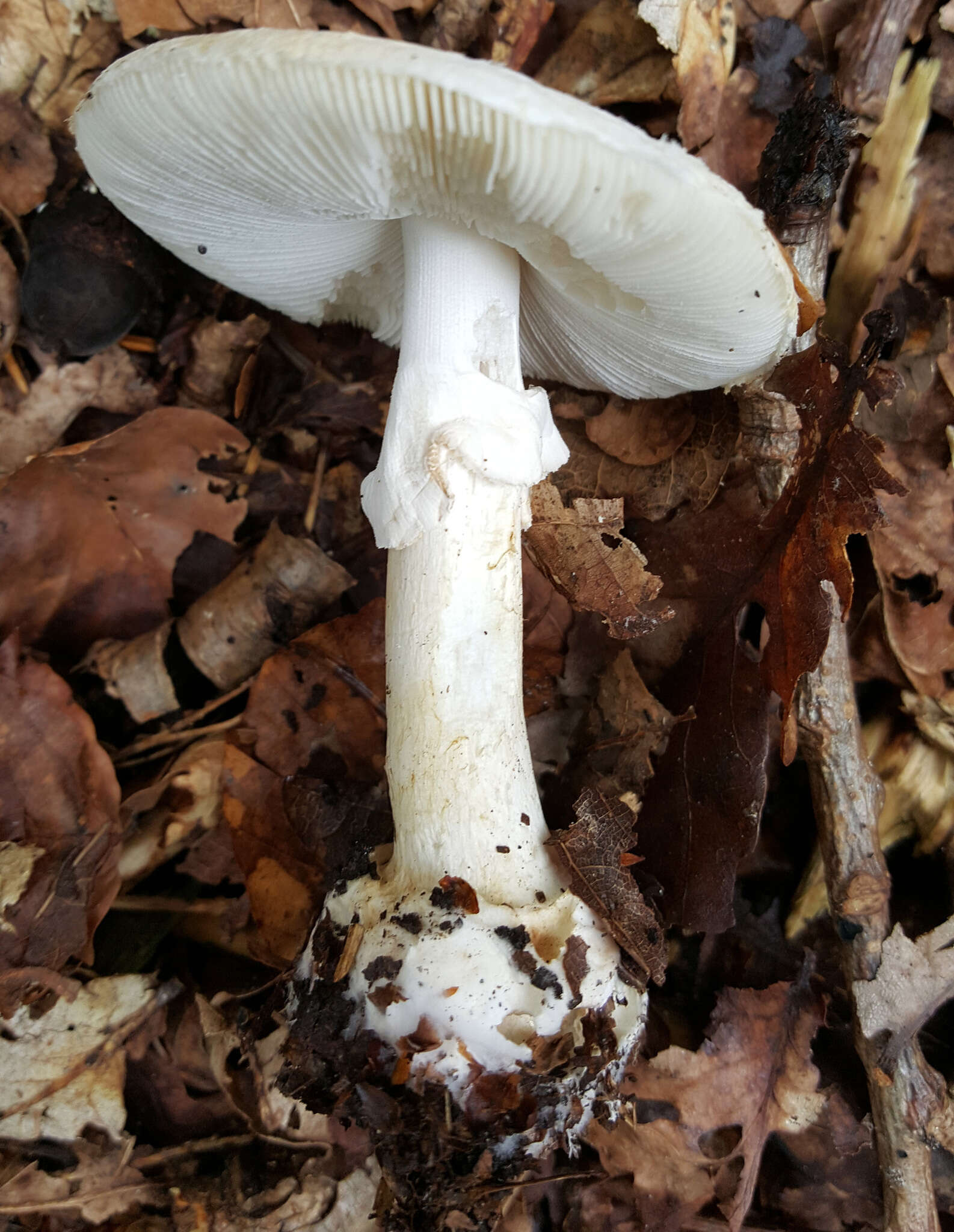 Image of False deathcap