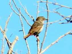 Sivun Cisticola subruficapilla namaqua Lynes 1930 kuva