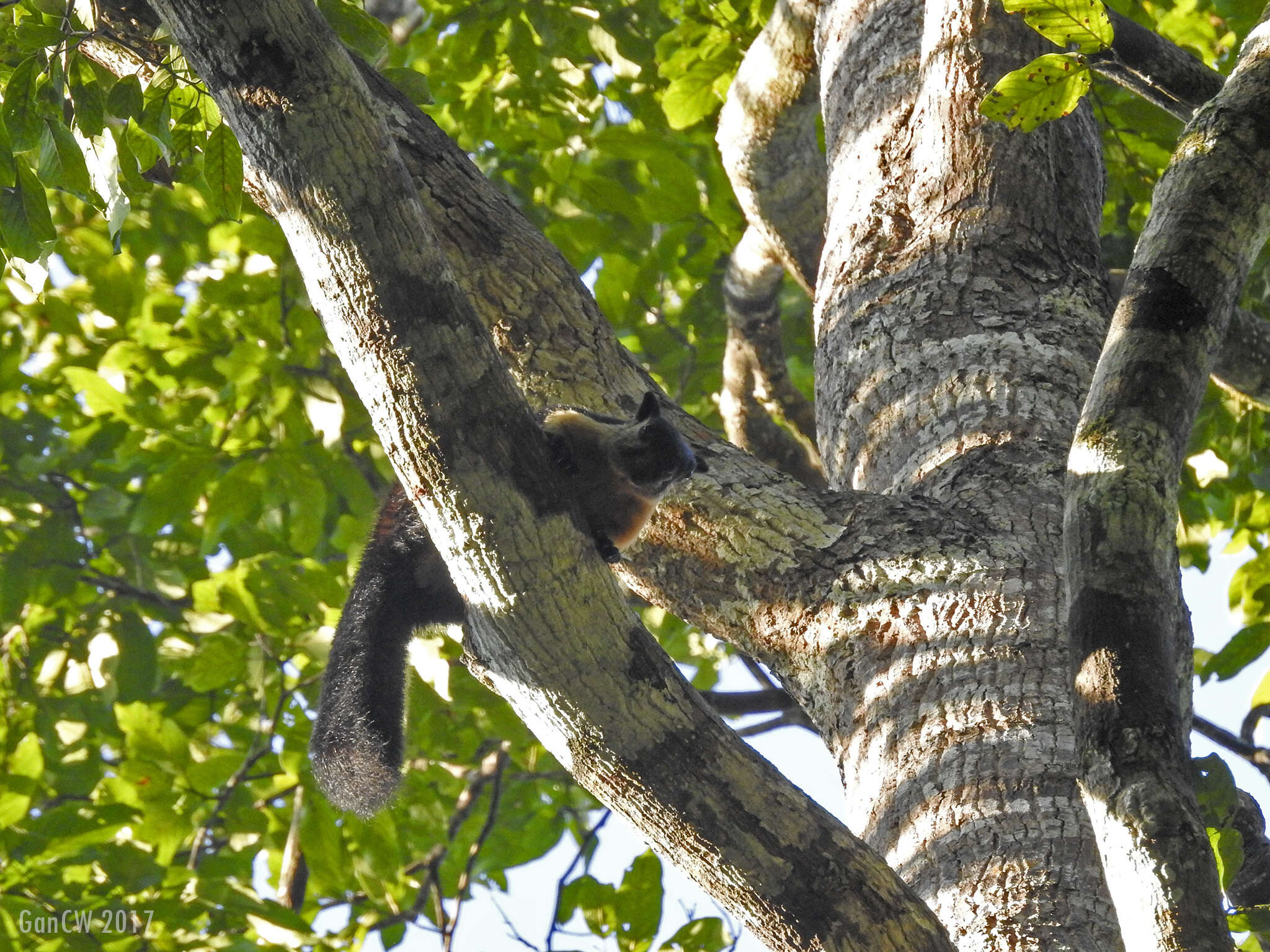 Image of Black Giant Squirrel