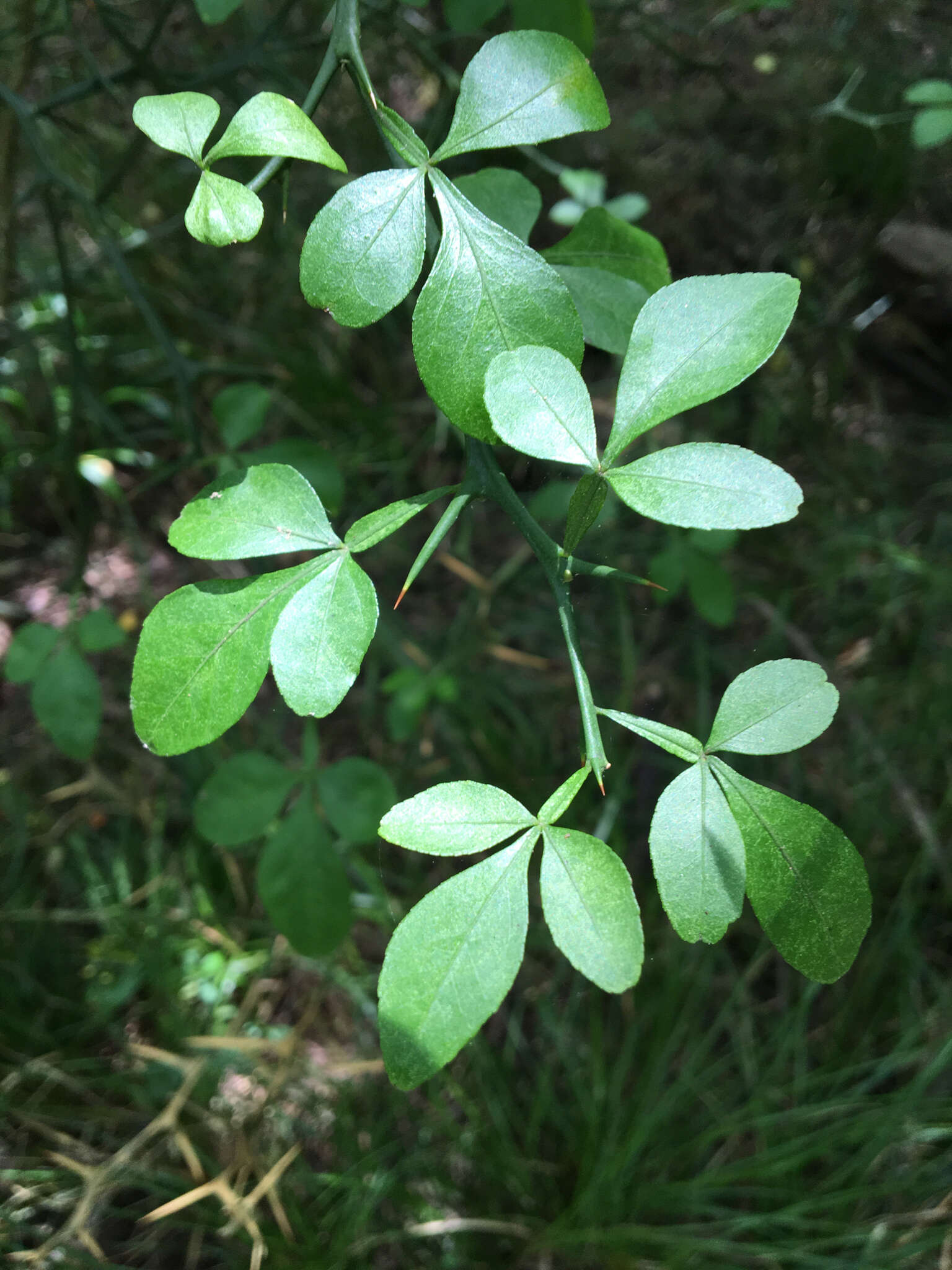 Image of hardy orange