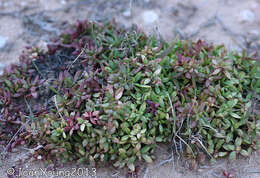 Image of Crassula pubescens subsp. radicans (Haw.) Tölken