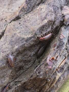 Image of Philoscia affinis Verhoeff 1908