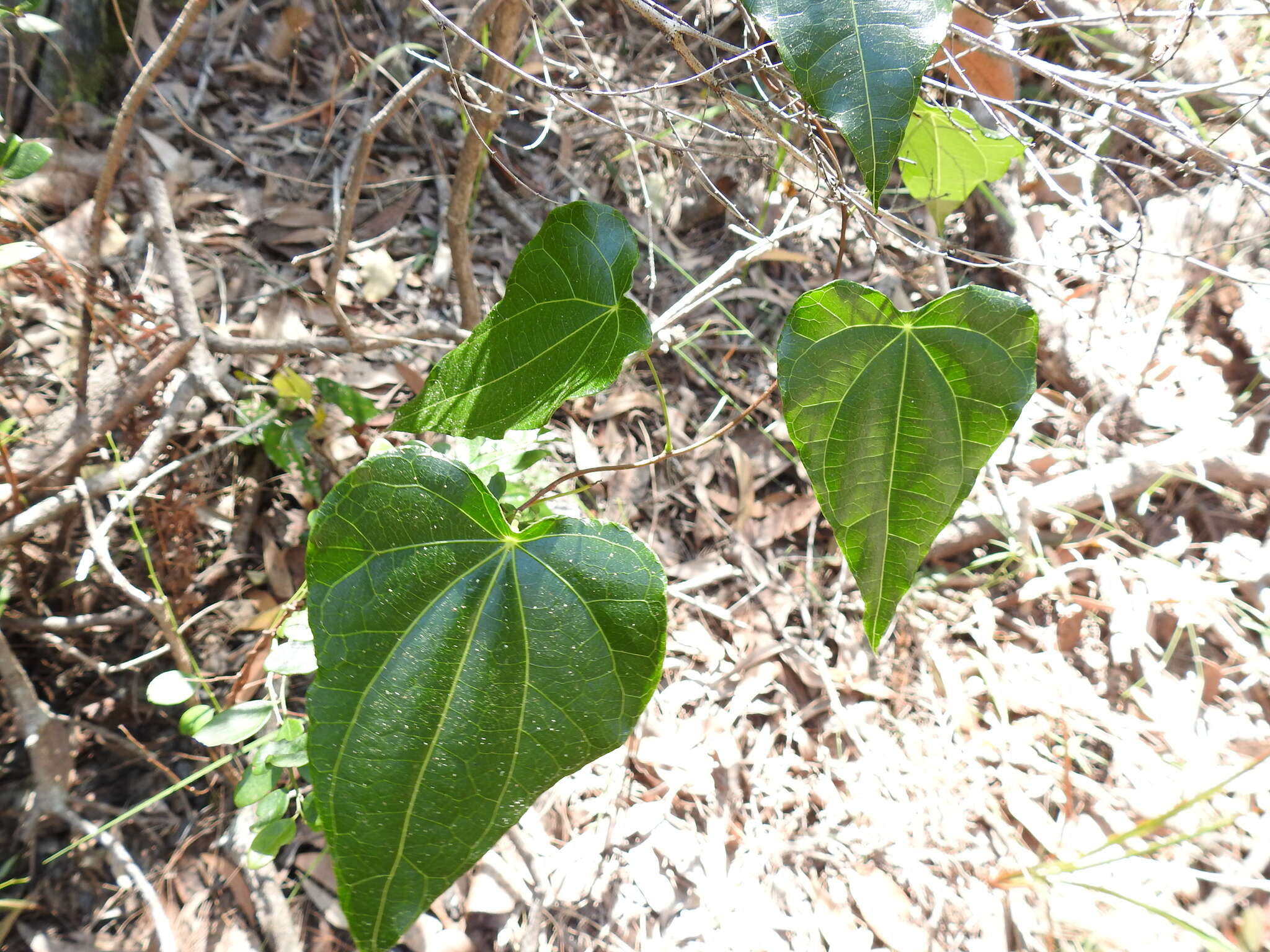 Imagem de Sarcopetalum harveyanum F. Müll.