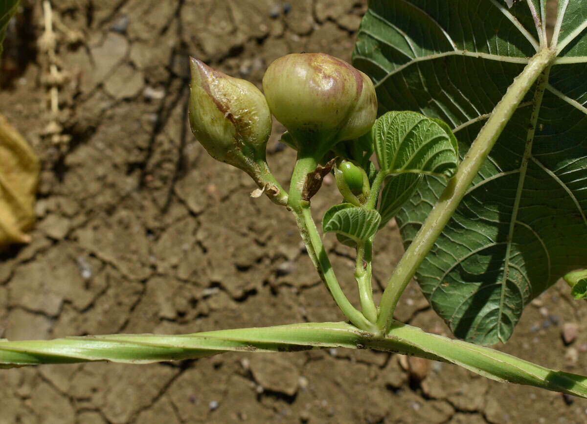 Image of Operculina aequisepala (Domin) R. W. Johnson