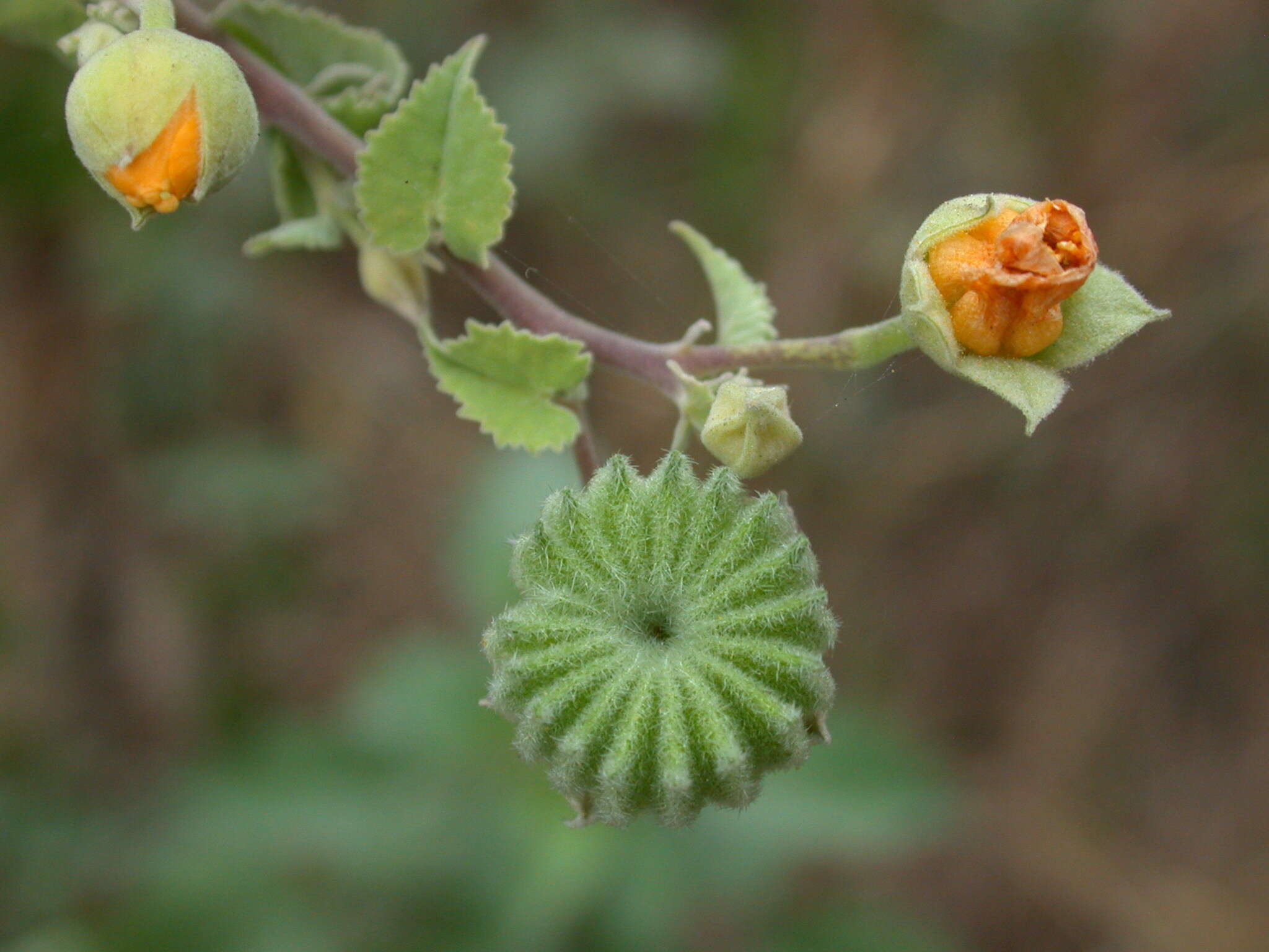 Imagem de Abutilon indicum (L.) Sweet