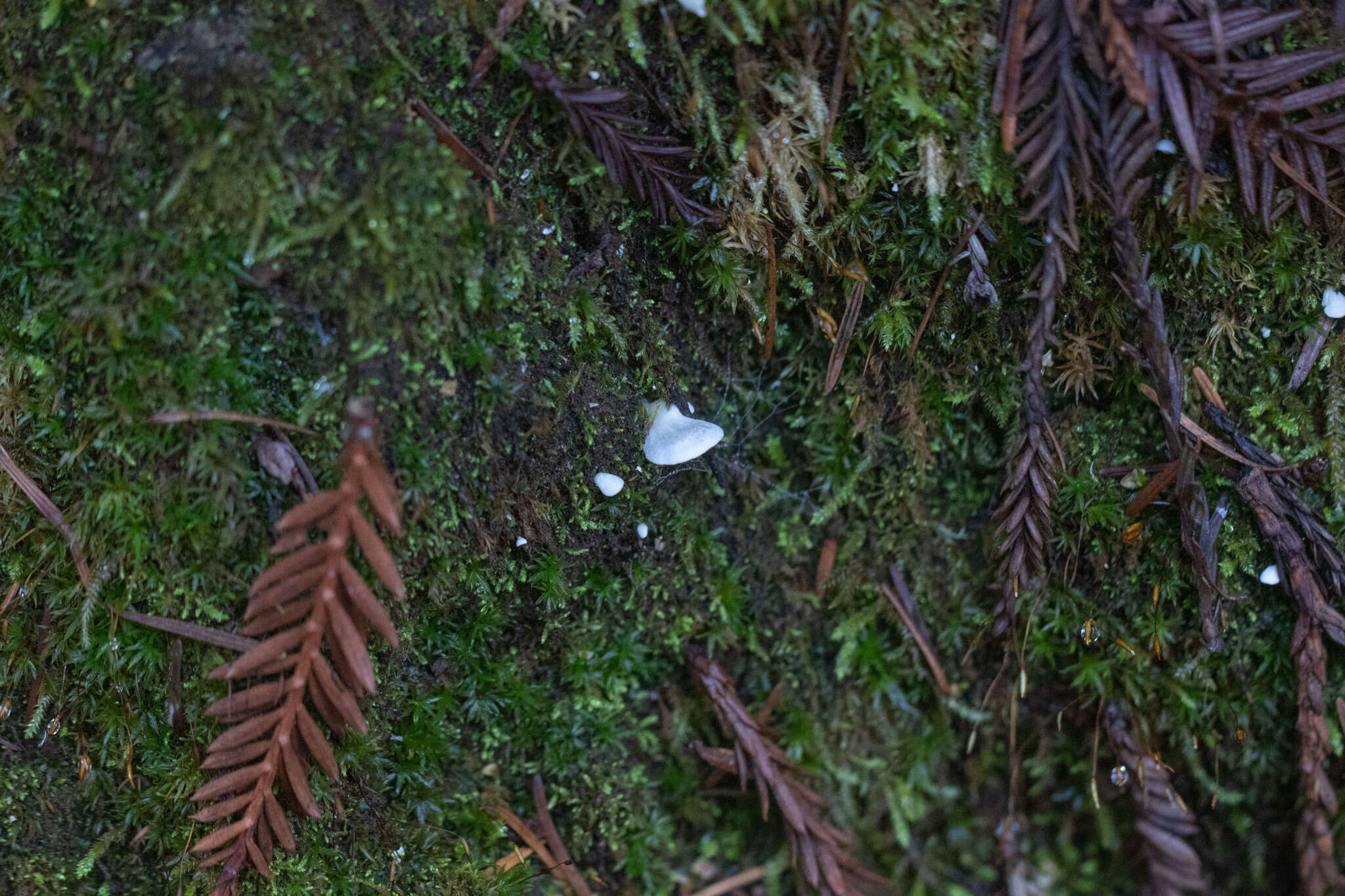 Image of Rimbachia bryophila (Pers.) Redhead 1984