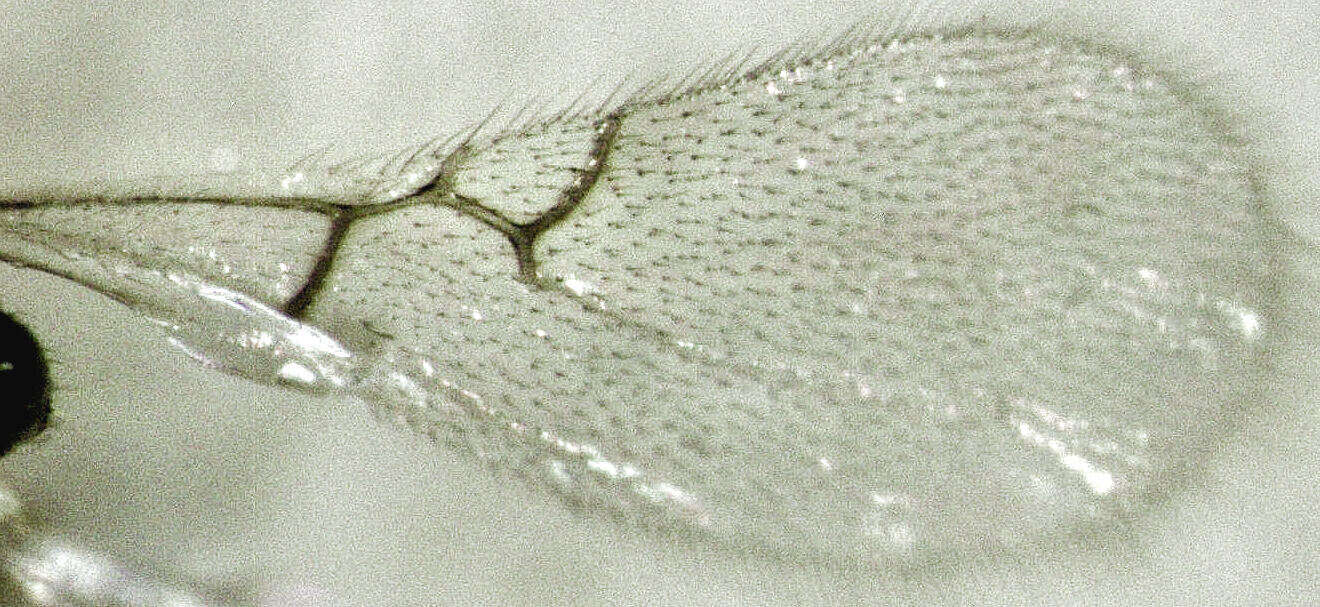 Image of Alloxysta thorpei