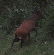 Image of Weyns's Duiker