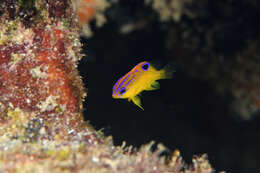 Image of Honey Damselfish