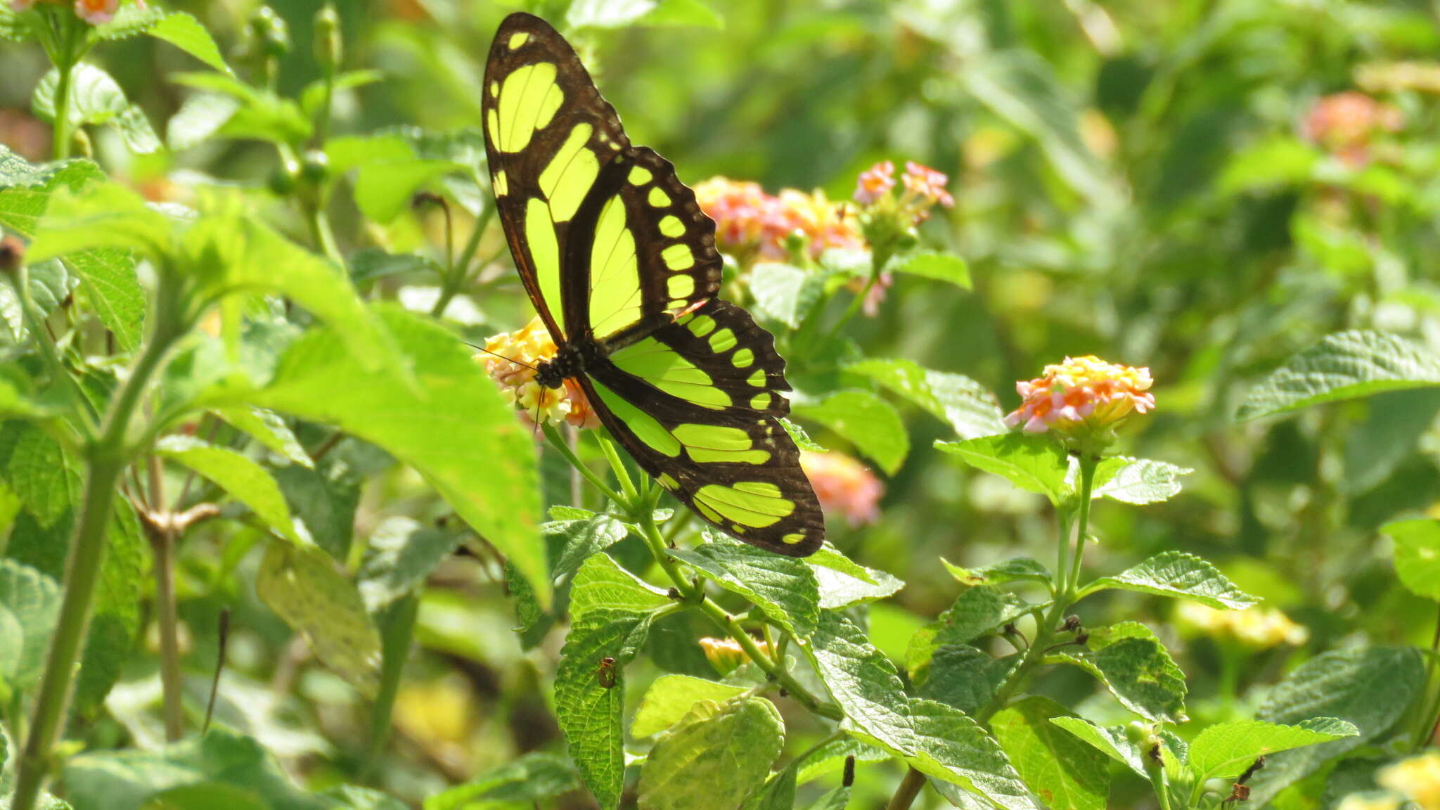 Слика од Philaethria dido Linnaeus 1763