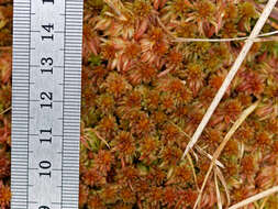 Imagem de Sphagnum subnitens Russow & Warnstorf 1888