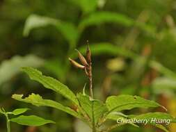 Imagem de Hemiboea bicornuta (Hayata) Ohwi