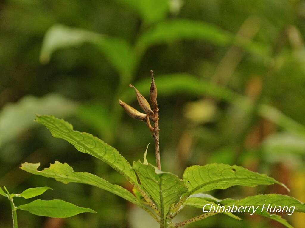 Imagem de Hemiboea bicornuta (Hayata) Ohwi