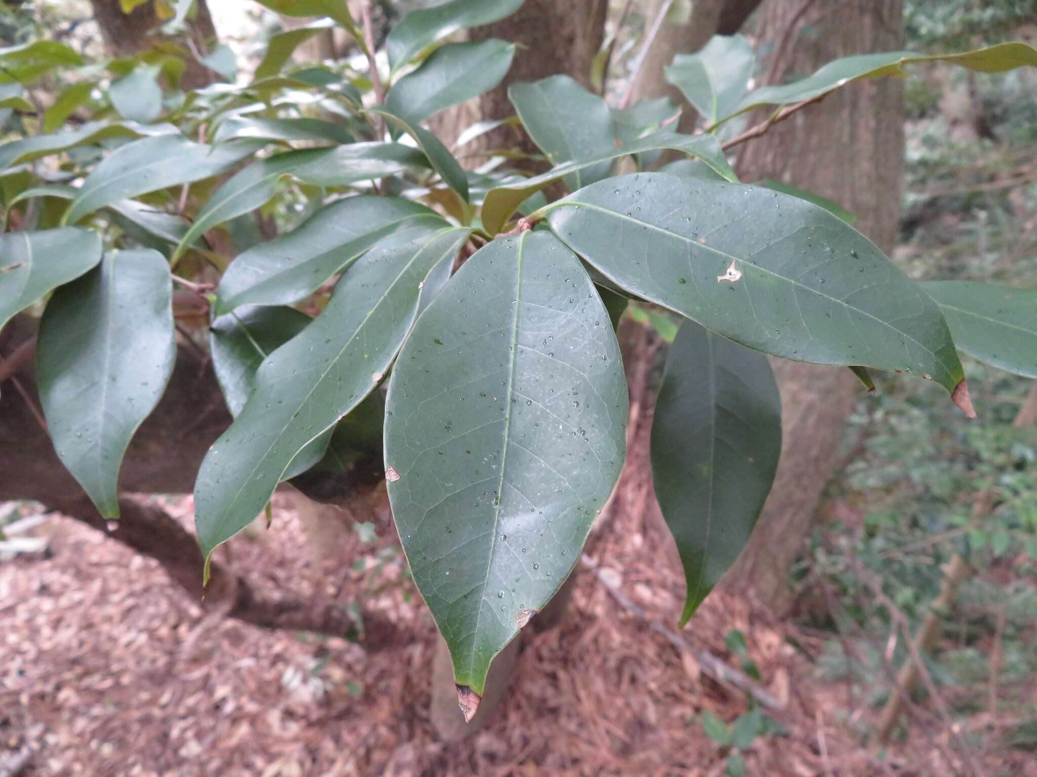 Слика од Castanopsis sieboldii (Makino) Hatus.