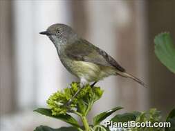 Image of Mountain Thornbill