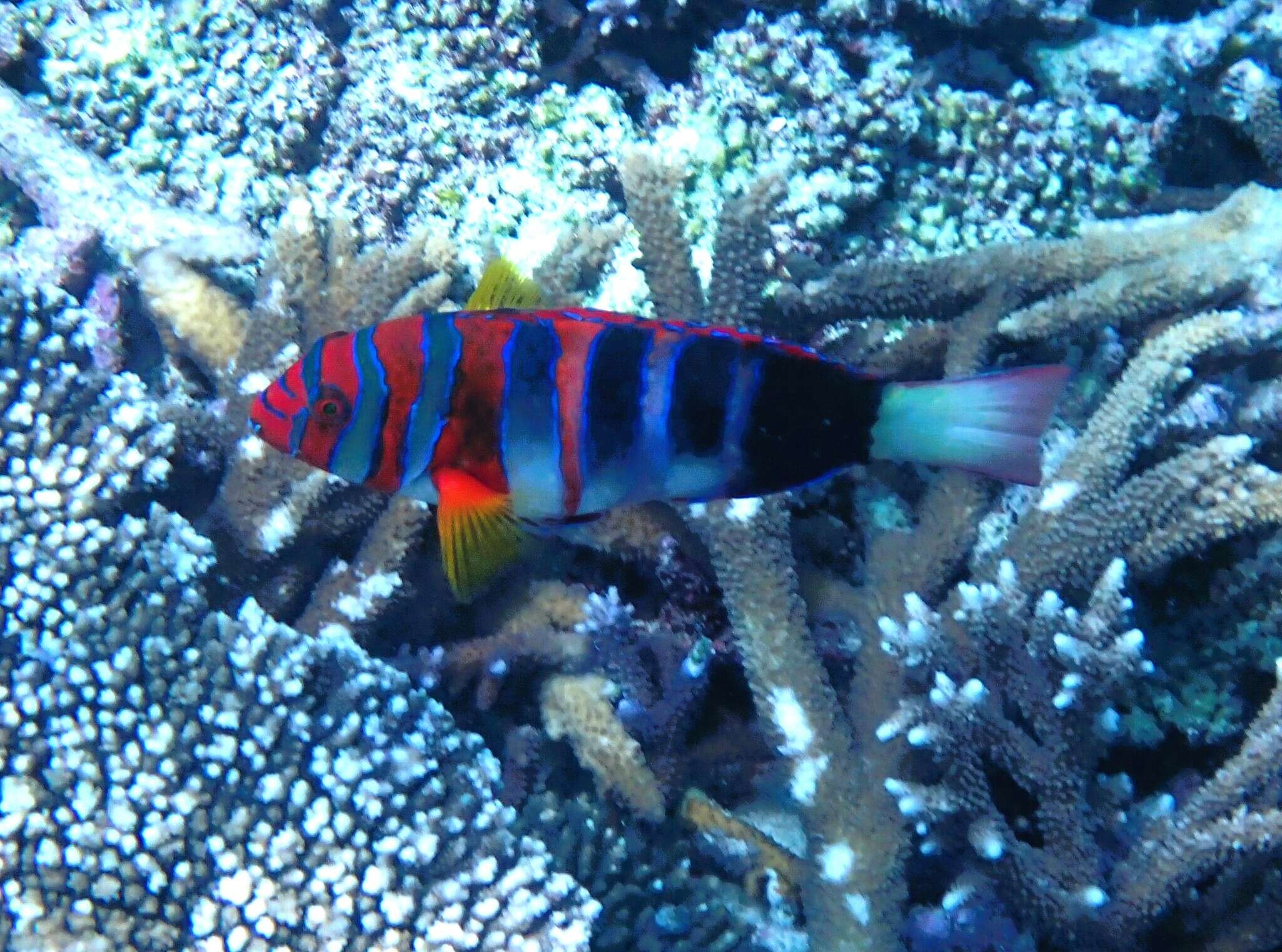 Image of Harlequin Tuskfish