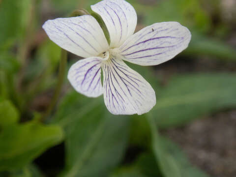 Image de Viola betonicifolia var. albescens (Nakai) Maekawa & Hashimoto