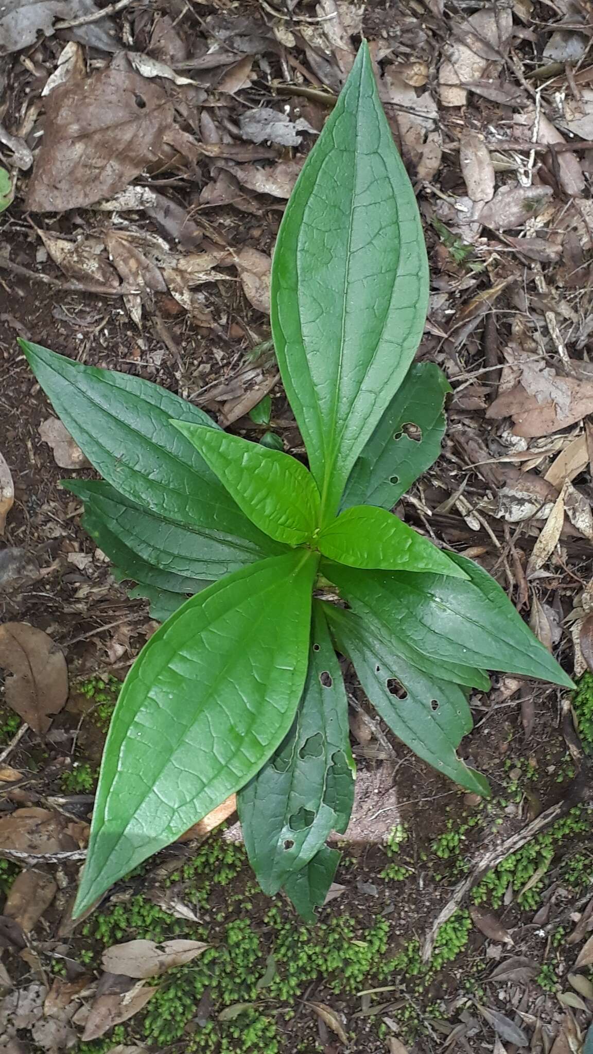 Image of Ixanthus viscosus (Ait.) Griseb.