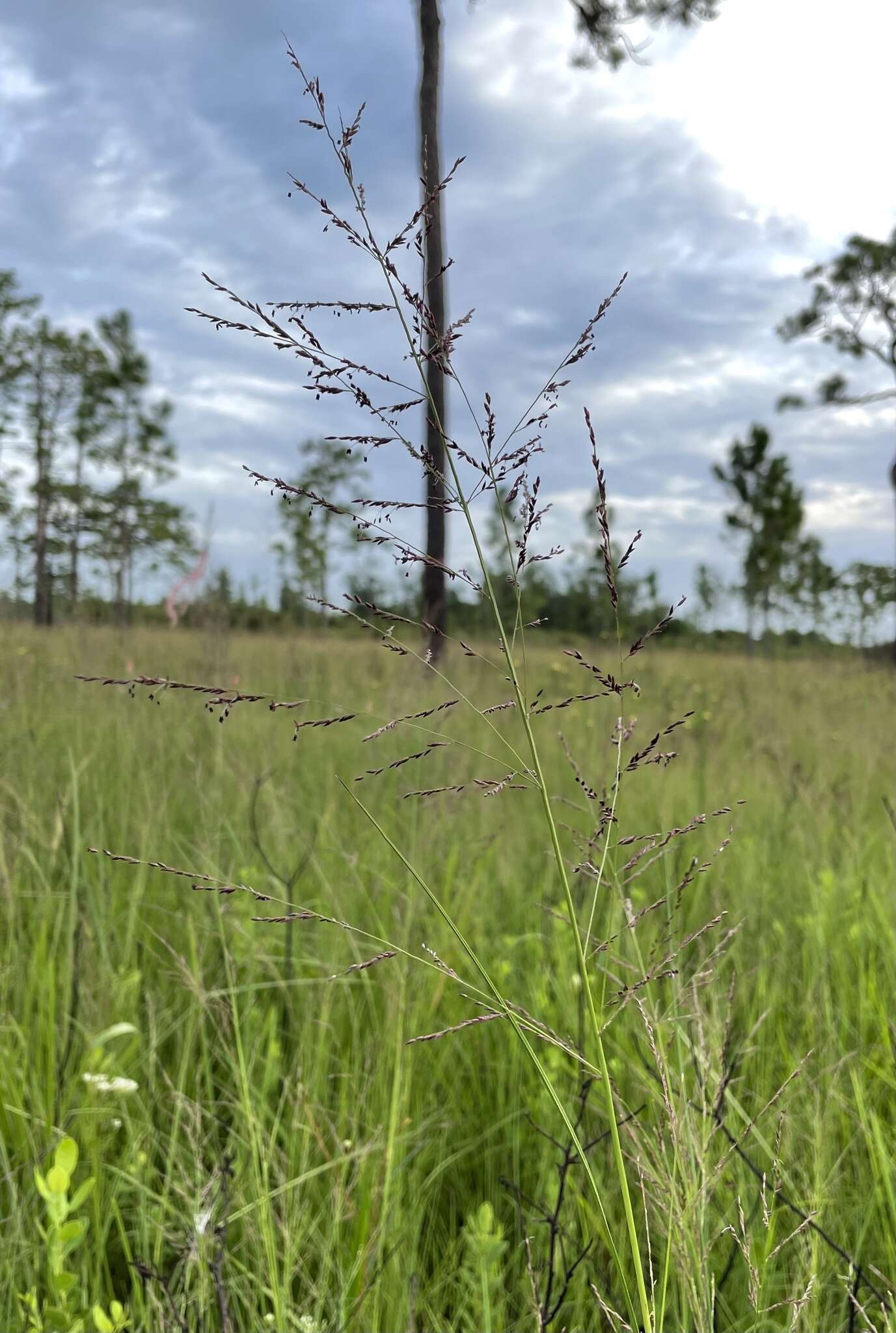 Слика од Coleataenia longifolia (Torr.) Soreng