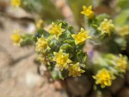 Image of Mojave woolly sunflower