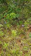 Image of Chelonanthus purpurascens (Aublet) Struwe, Nilsson & Albert