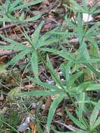 Image of awned bedstraw