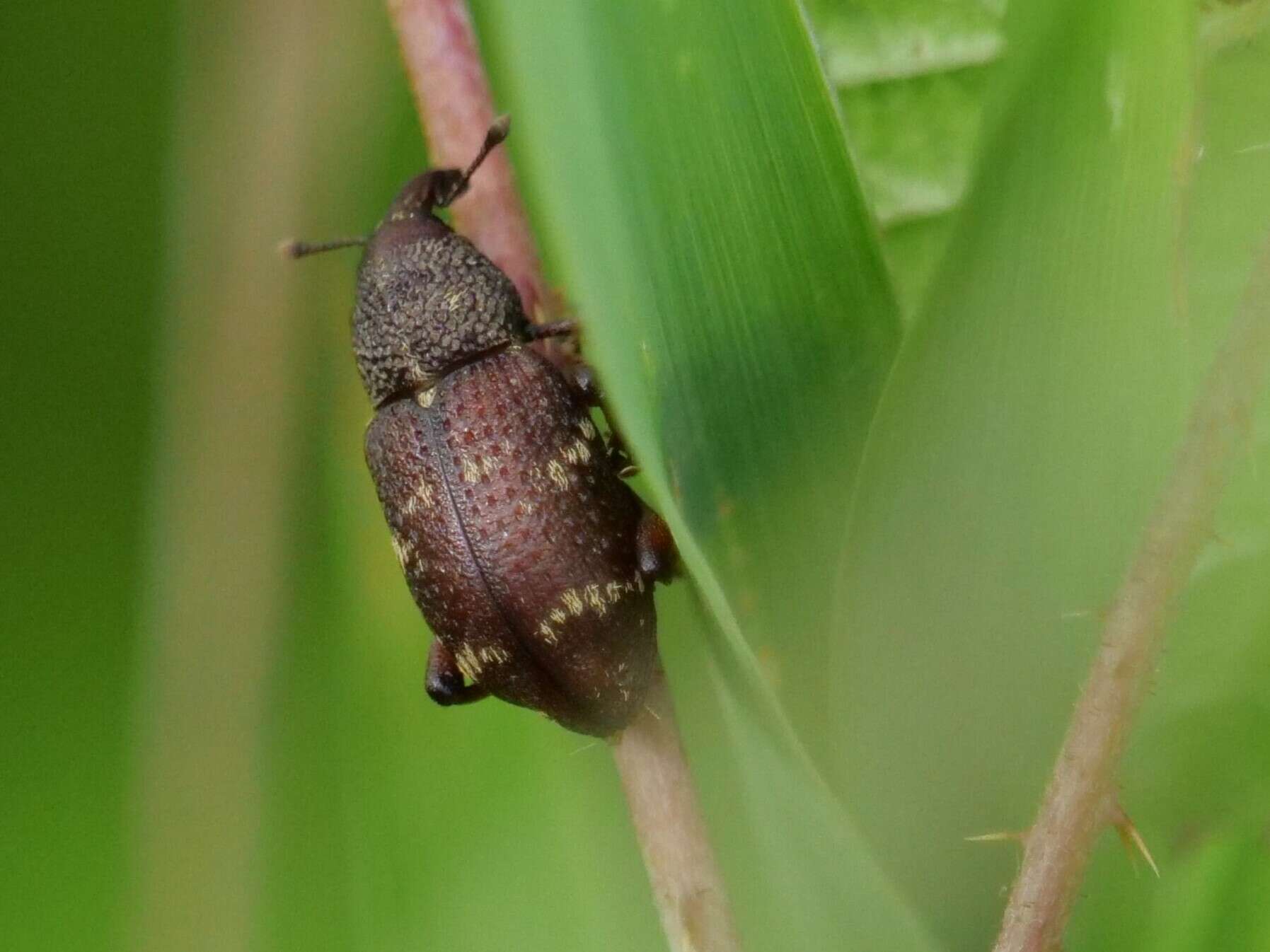 Hylobius transversovittatus (Goeze & J. A. E. 1777) resmi