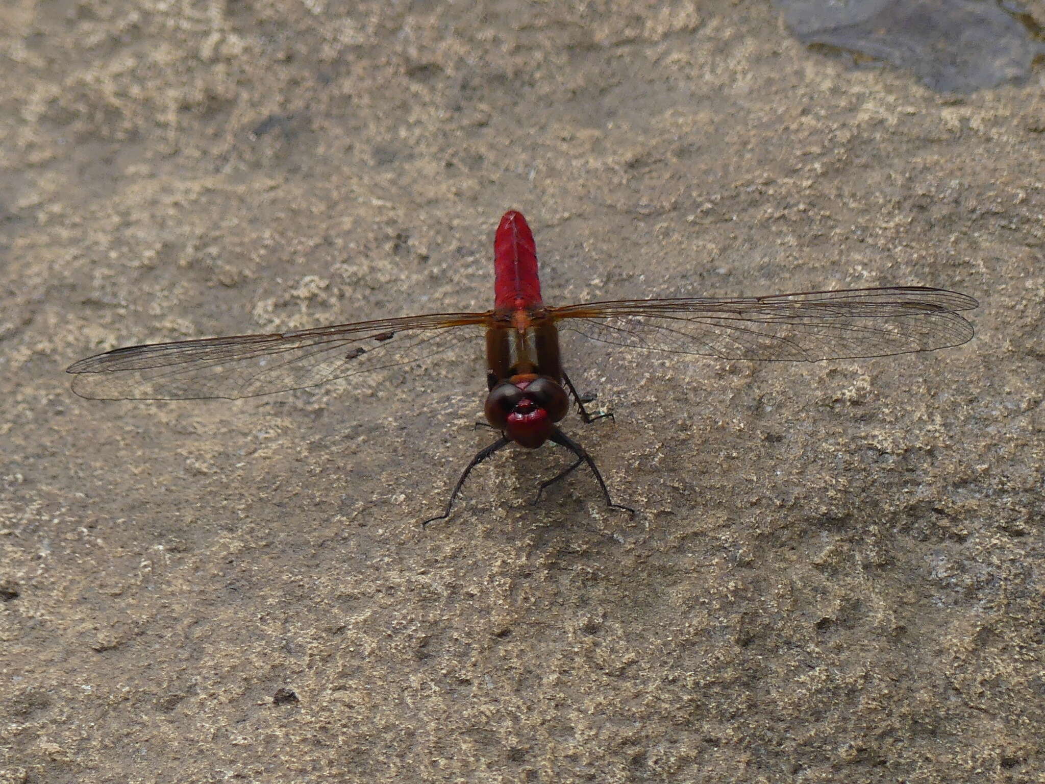 Imagem de Rhodothemis lieftincki Fraser 1954