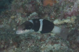 Thalassoma nigrofasciatum Randall 2003 resmi