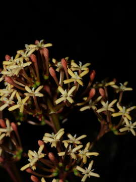 Imagem de Ixora piresii Steyerm.