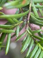 Image of Florida Yew